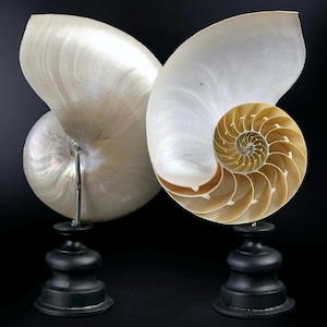 Parelwitte linkerhelft nautilus op zwart gedraaide houten basis - Handgemaakt - Rariteitenkabinet - Curiosity of the sea