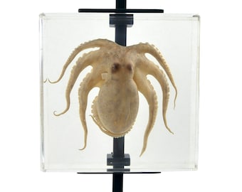 Naturalized octopus plaque frozen in resin and presented on a black metal easel - Object of curiosity - Cabinet of curiosities