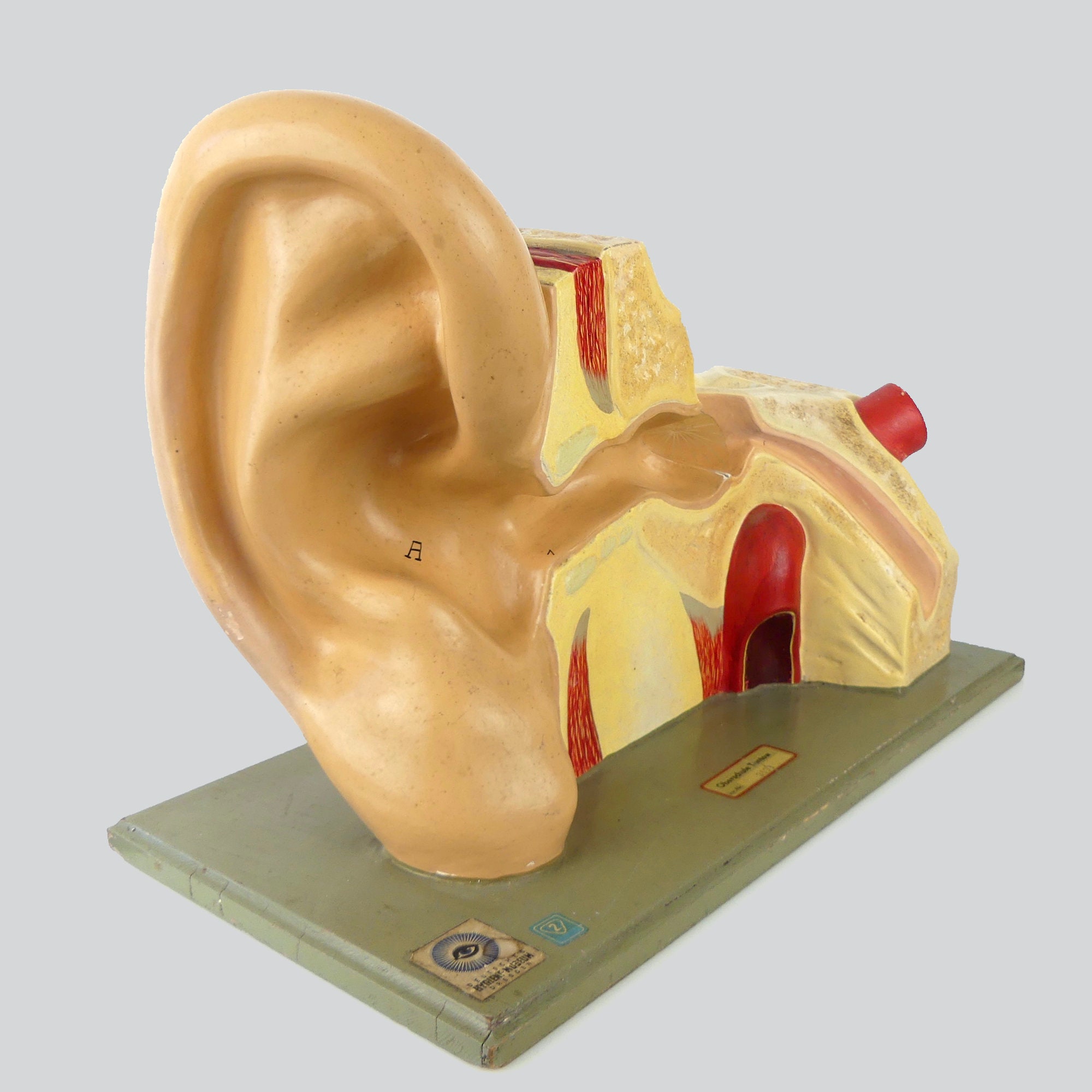 Modèle Anatomique d'oreille Didactique Vintage - Curiosité