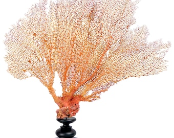 Grande gorgone rouge Gorgonian  sur large pied en bois tourné noir - Arbre de mer - Curiosité de la mer