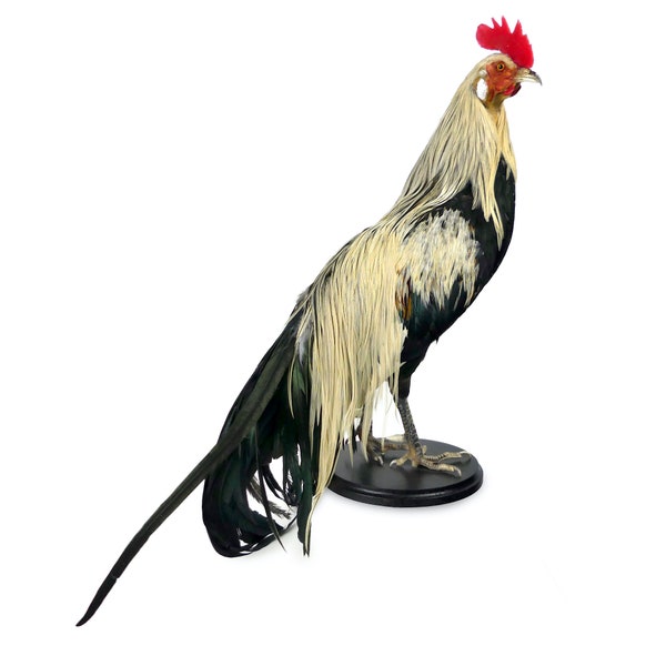 Coq Onagadori à longue queue naturalisé sur socle en bois tourné noir - Japon - Taxidermie - Cabinet de curiosités