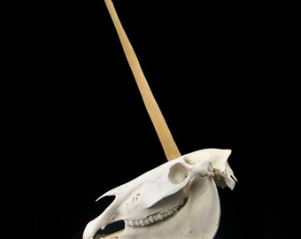 Legendary animal unicorn skull - Curios - Curiosity - Cabinet of curiosities