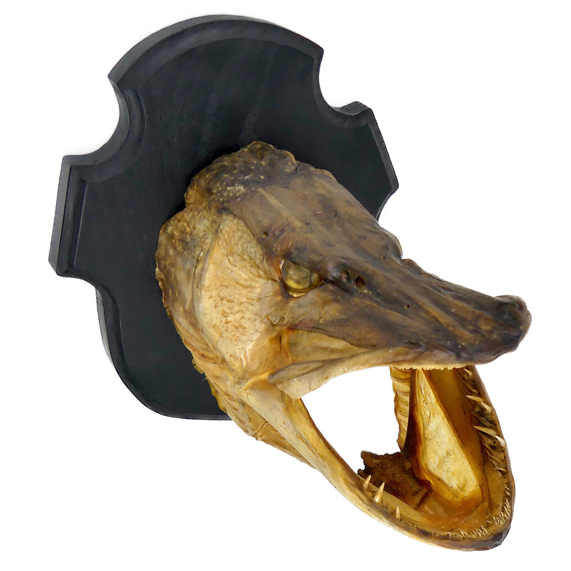 Trophée de brochet de 13 cm - Prix du poisson en bois avec