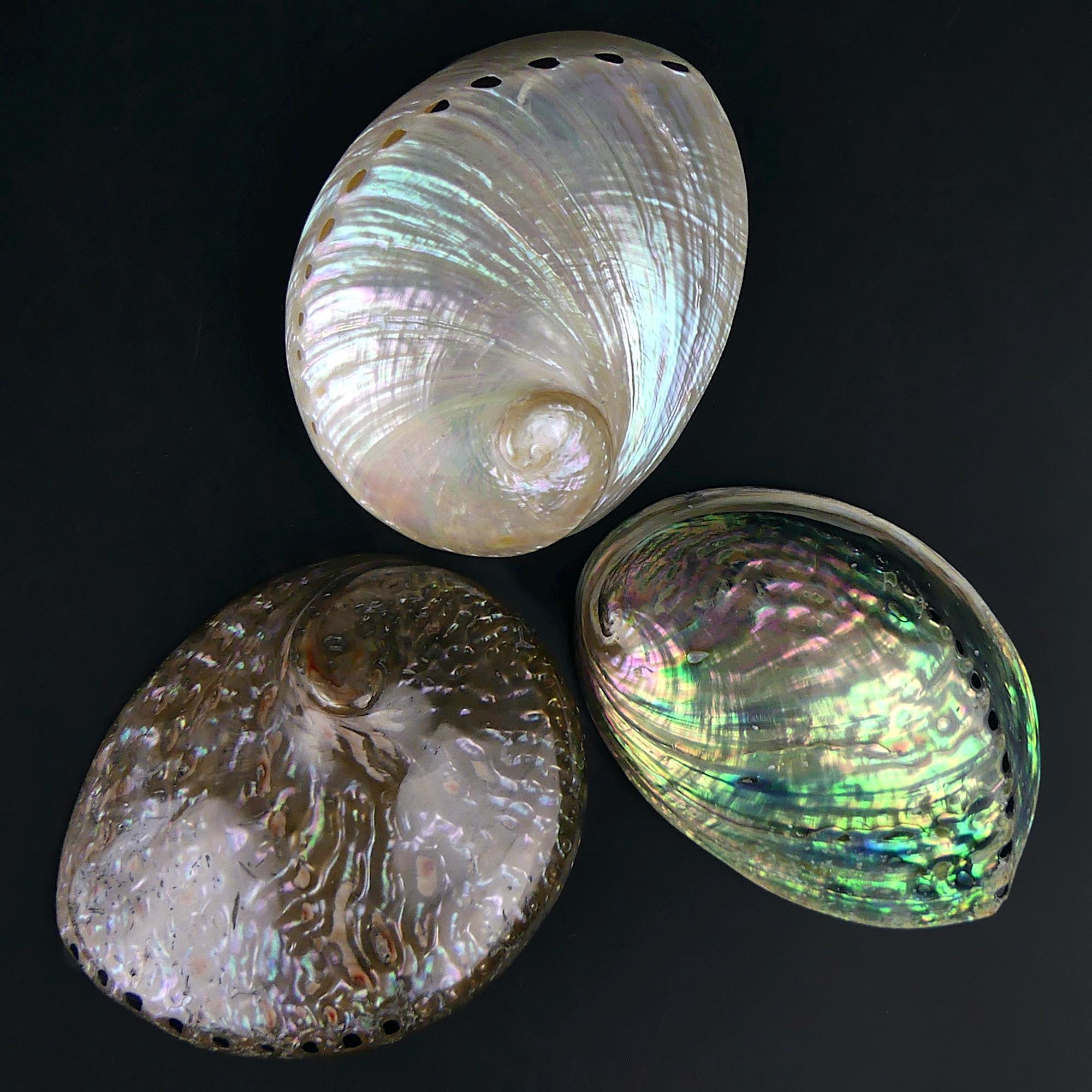 3 Polished Iridescent Abalone Shells - Haliotis - Sea Ears - Marine ...