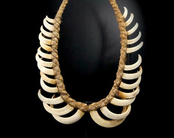 Large Kukukuku Angas necklace made up of 25 wild pig teeth on a base - 1950 - Papua New Guinea - Ethnic collection