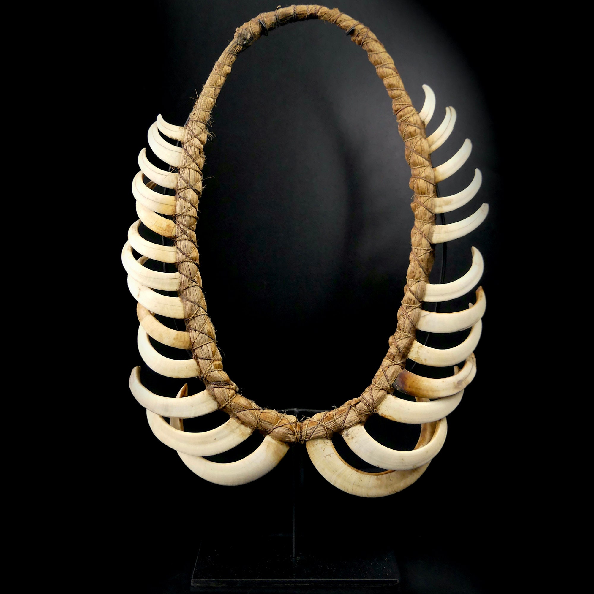 Large Kukukuku Angas necklace made up of 25 wild pig teeth on a base - 1950 - Papua New Guinea - Ethnic collection