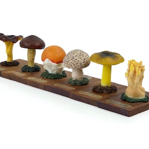 May include: A collection of seven different types of mushrooms displayed on wooden bases. The mushrooms are all different colours and shapes, including brown, yellow, orange, and white.