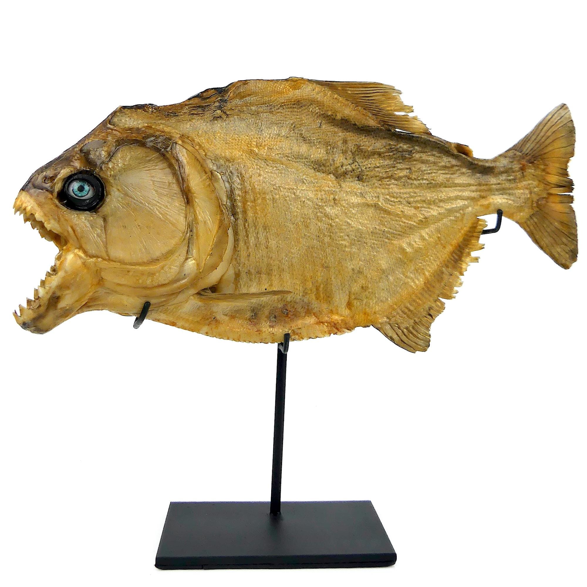 Piranha fish taxidermy - Etsy 日本
