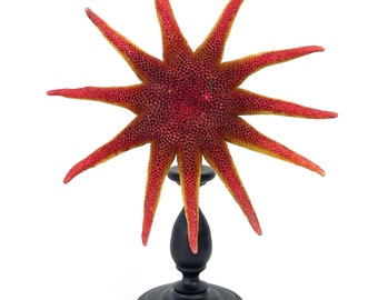 Solaster Endeca étoile de mer rouge et ocre sur pied - Taxidermie - Curiosité de la mer - Cabinet de curiosités