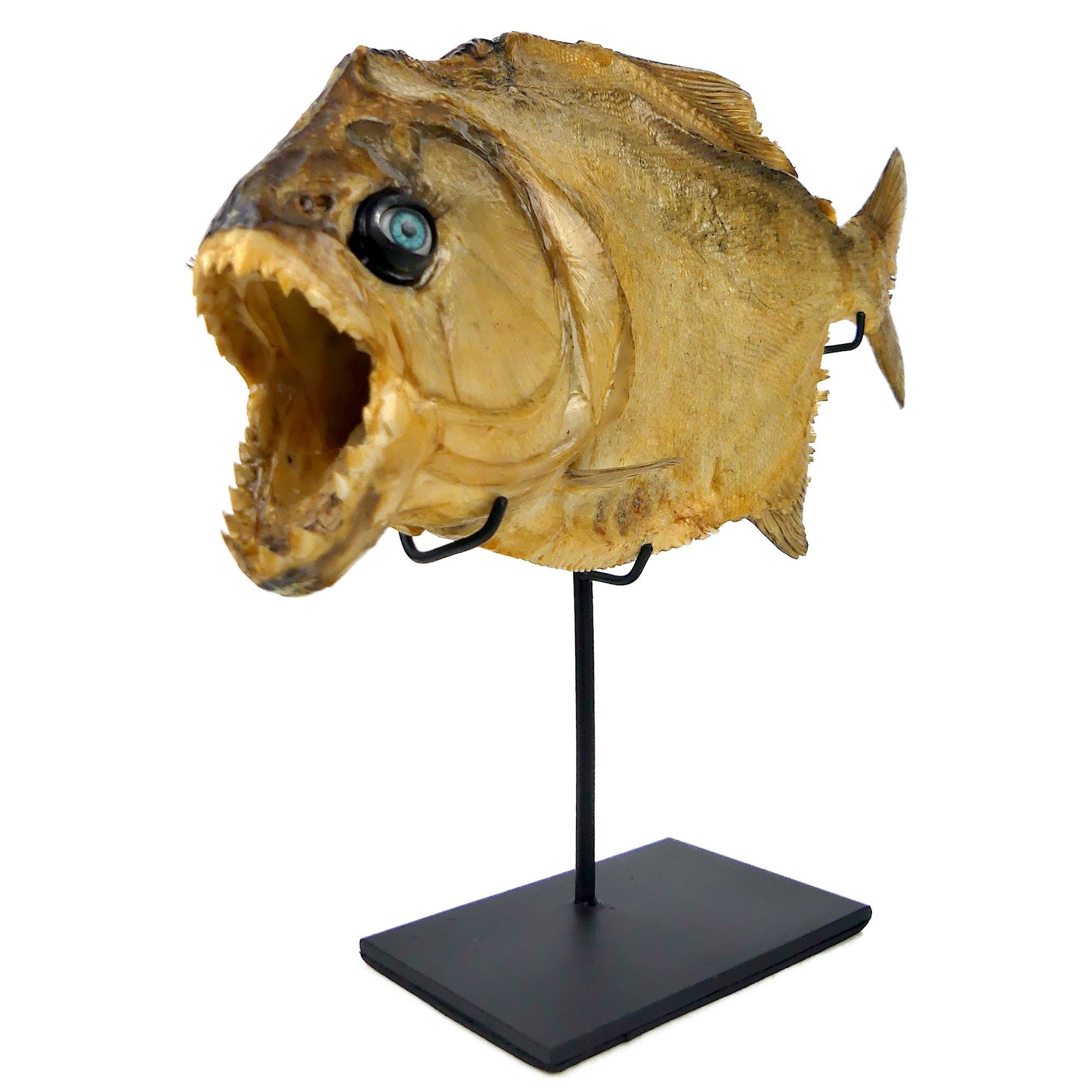 Piranha fish taxidermy - Etsy 日本