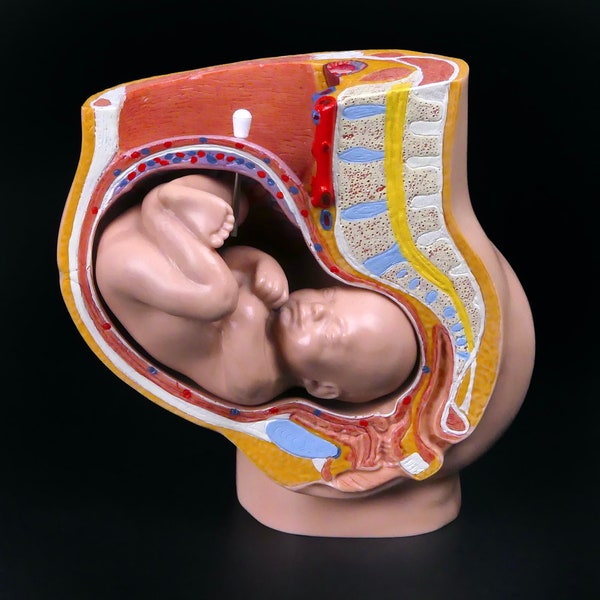 Pregnancy pelvis and fetus in PVC anatomical model in 2 parts - Germany - Cabinet of curiosities