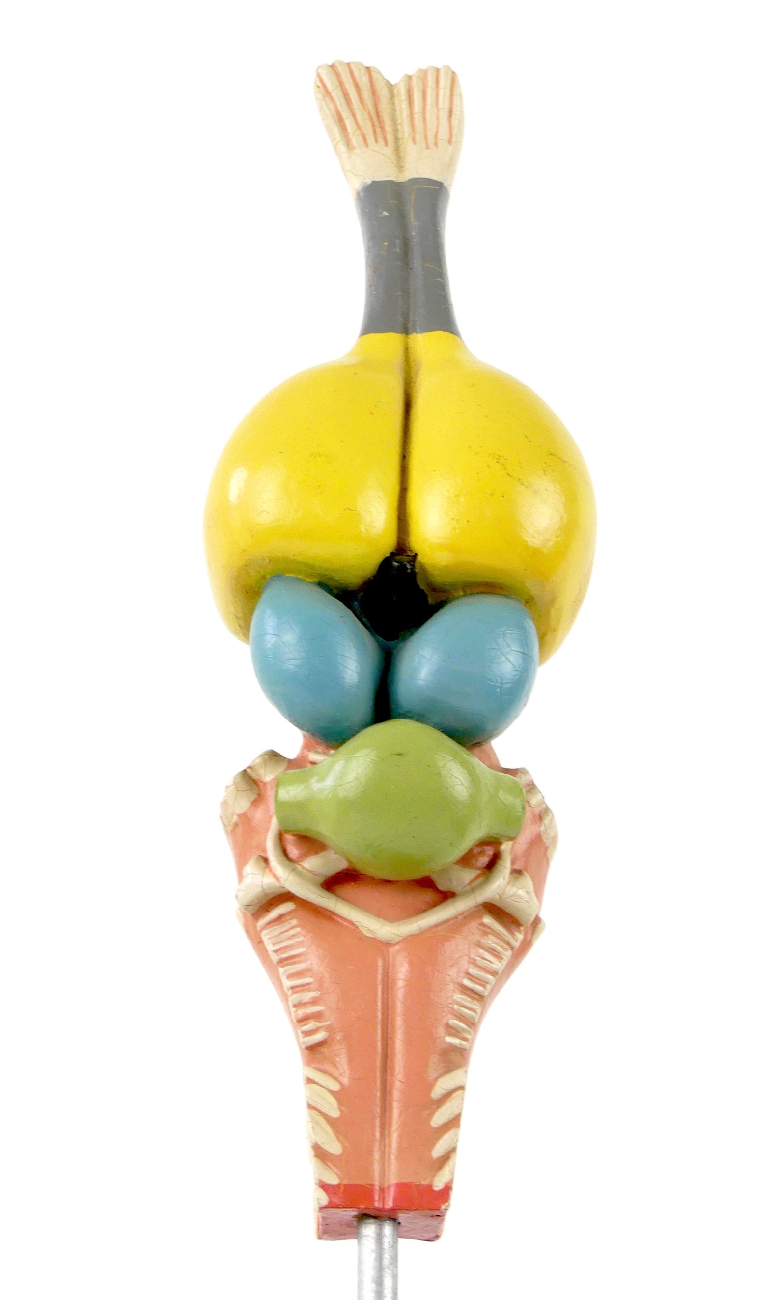 Unlocking The Mysteries Of The Frog Brain - 0lu8239