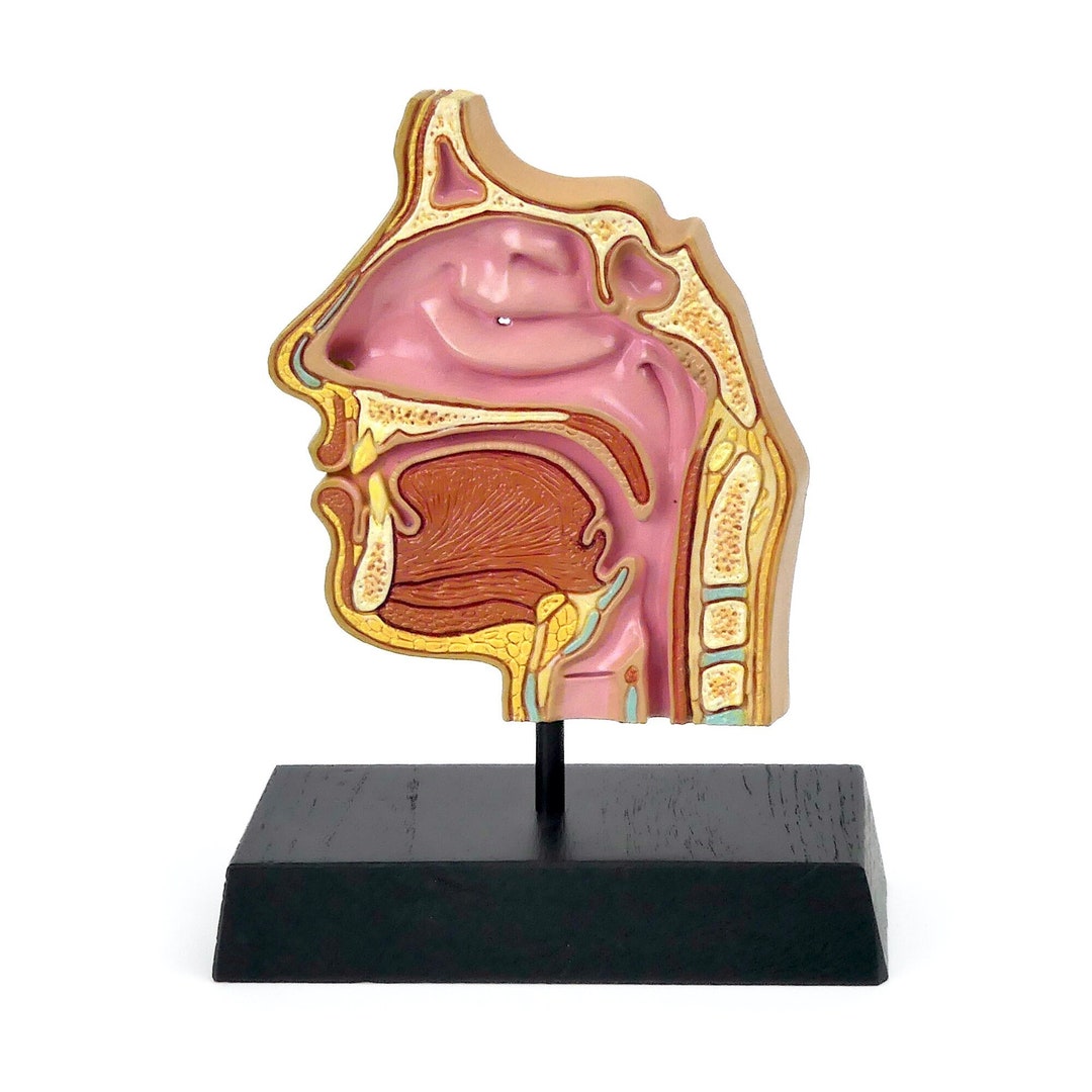 Small Didactic ENT Model in Section on Foot Anatomical Model Etsy