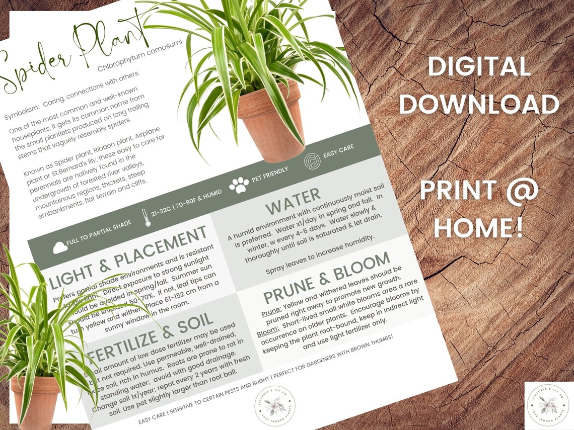 Spider Plant Care Sheet | Ribbon Plant Care Sheet | Digital Download ...