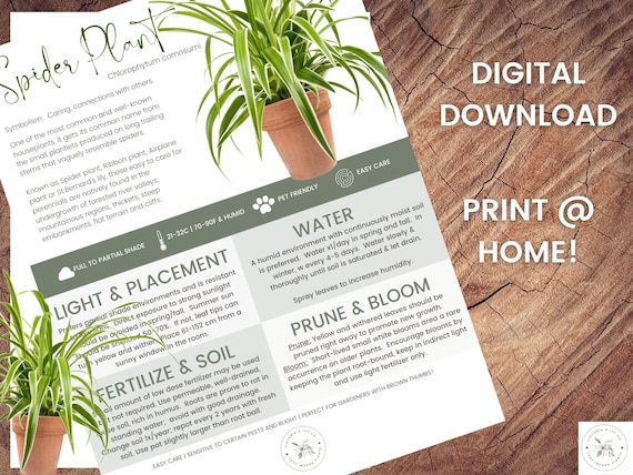 Spider Plant Care Sheet | Ribbon Plant Care Sheet | Digital Download |  Green - Etsy
