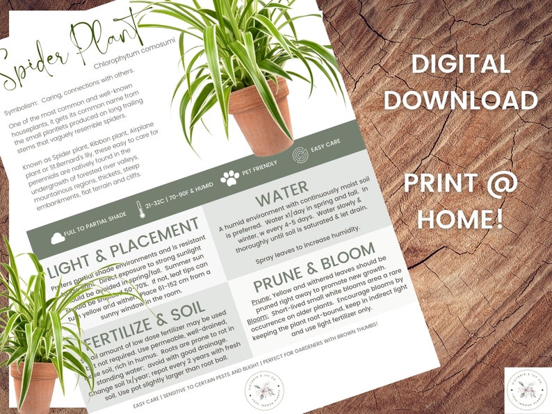 spider-plant-care-sheet-ribbon-plant-care-sheet-digital-download