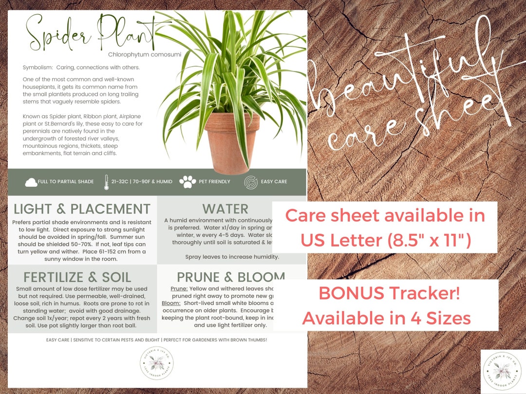 Spider Plant Care Sheet &amp; Tracker Bundle | Ribbon Plant | Plant Care ...