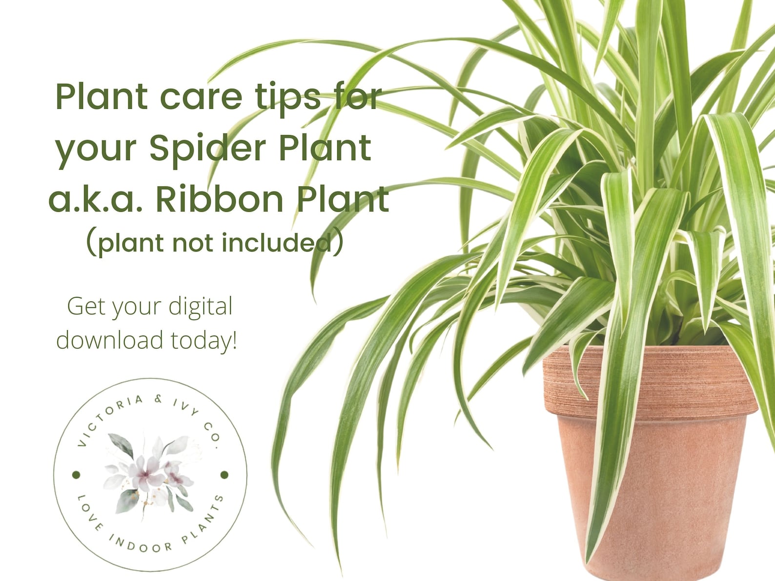 Spider Plant Care Sheet | Ribbon Plant Care Sheet | Digital Download ...