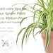 Spider Plant Care Sheet | Ribbon Plant Care Sheet | Digital Download ...