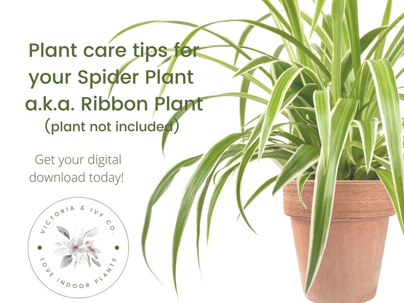 Spider Plant Care Sheet | Ribbon Plant Care Sheet | Digital Download ...