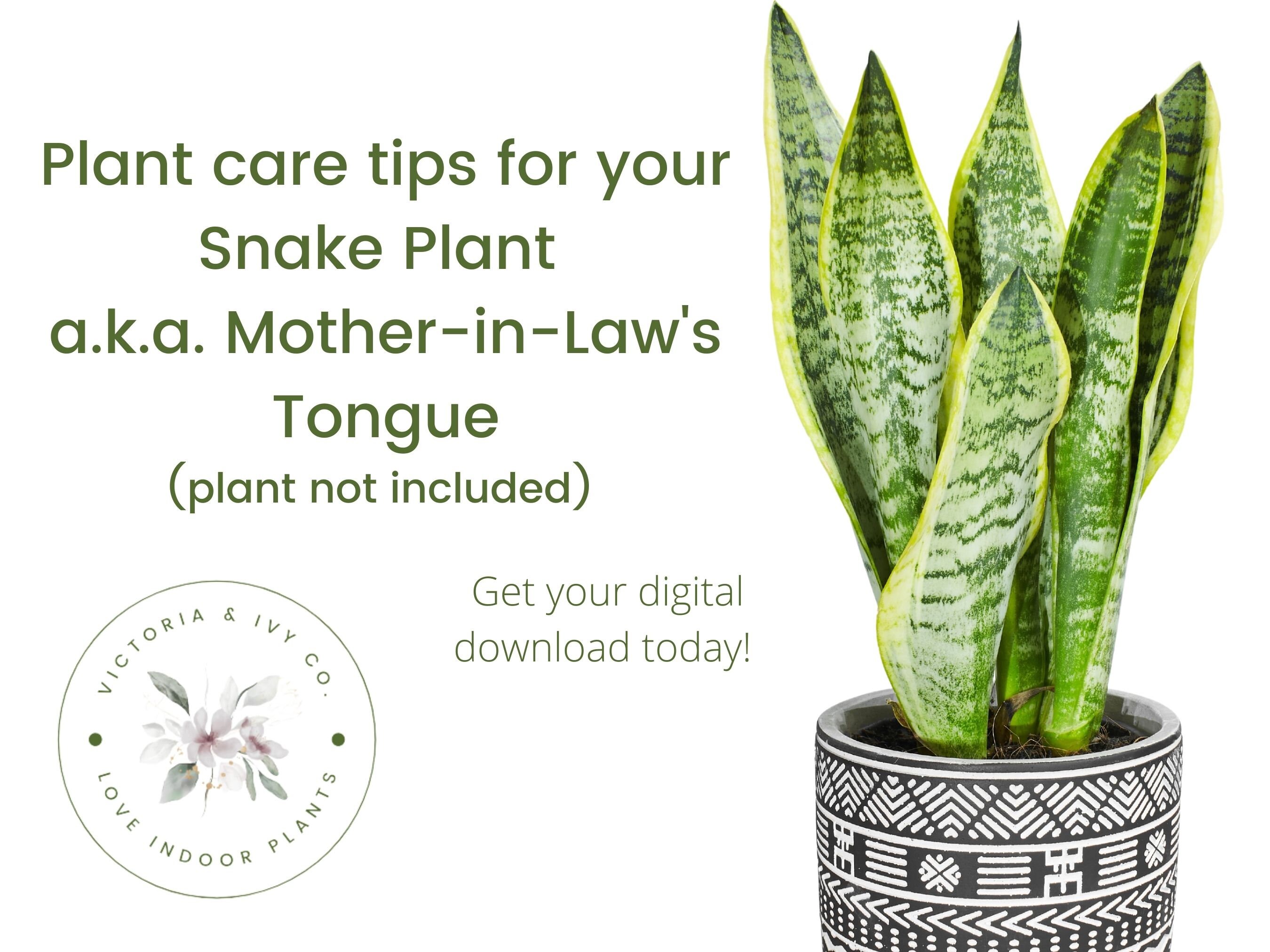 Snake Plant Care Sheet | Mother-in-law's Tongue Care Sheet | Digital  Download | Green | Printable - Etsy