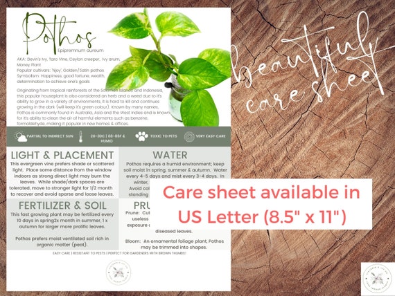 Golden Pothos Plant Care Sheet | Devil's Ivy Plant Care Sheet | Digital  Download | Green | Printable - Etsy