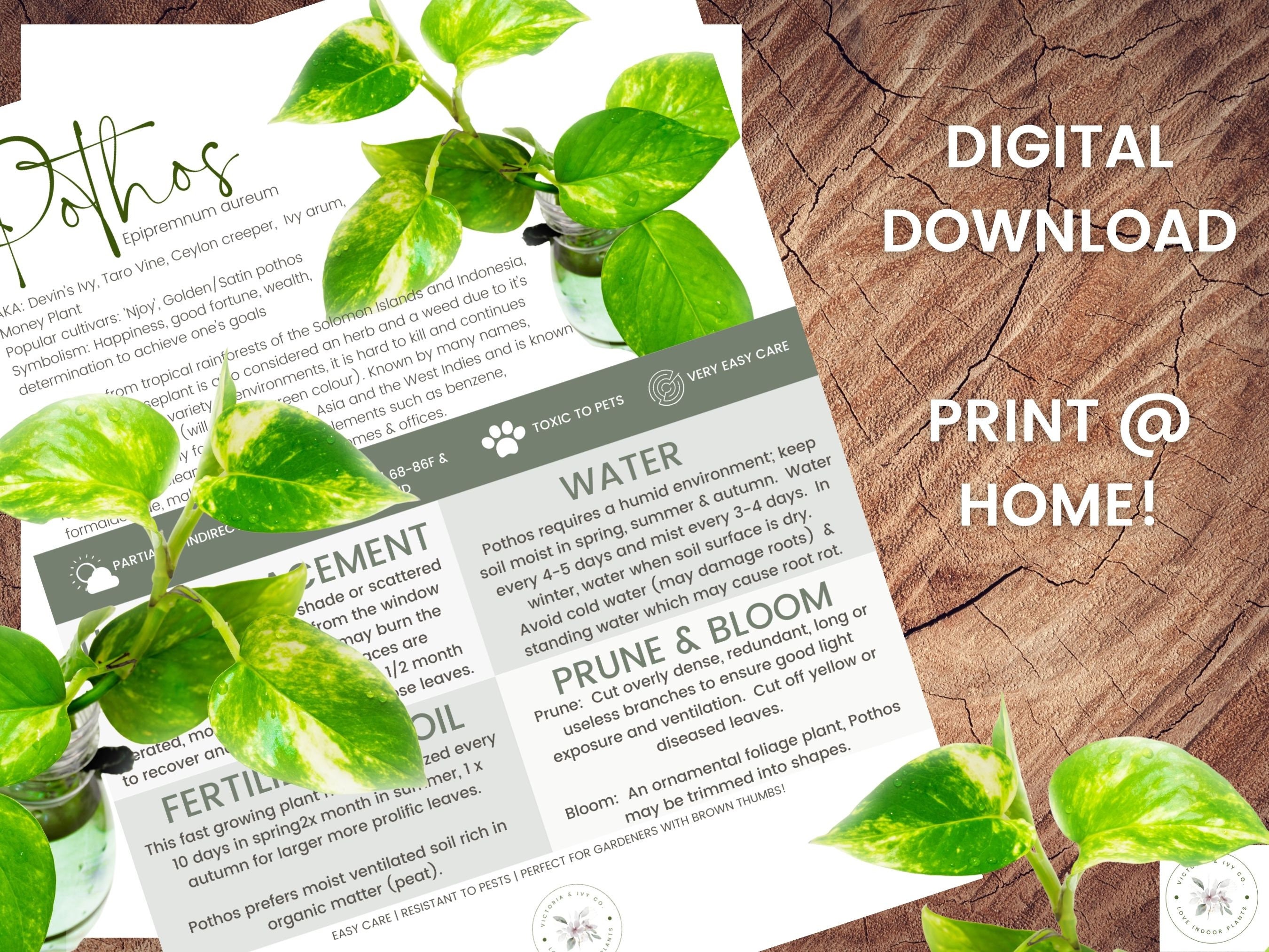 Golden Pothos Plant Care Sheet & Tracker Bundle | Devil's Ivy | Plant ...