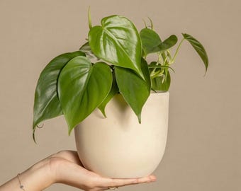 Heart Leaf Green Cordatum Philodendron Starter Plantlet
