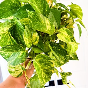 May include: A lush, vibrant houseplant with large, heart-shaped leaves. The leaves are a rich green color, heavily variegated with bright yellow and chartreuse patterns. The plant is overflowing, creating a full and textured appearance.
