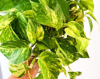 Plántula de inicio de pothos Churchill