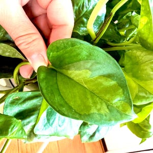 May include: A heart-shaped pothos leaf with variegated patterns of dark green and light lime green. The foliage is smooth and glossy, featuring a distinct central vein and a pointed tip. The plant displays multiple overlapping leaves in shades of green.