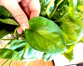 Global Green Pothos Starter Plantlet