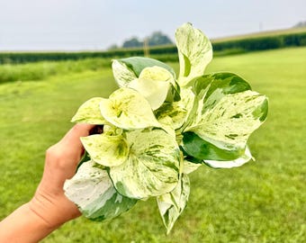 Manjula Pothos Starter Plantlet