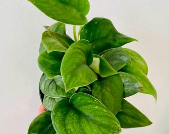 Jade Satin- Green Jade Scindapsus Starter Plantlet