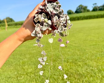Variegated String of Hearts Plantlet