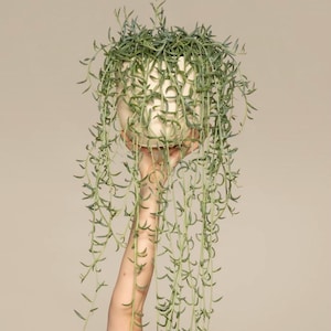 May include: A cream ceramic plant pot filled with a trailing succulent. The plant has long, green stems with small leaves. The pot is held up by a person's arm against a neutral background.