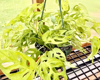 Monstera Neon Adansonii Starter Plantlet- "New" Rare Hybrid