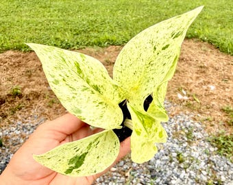 Snow Queen Pothos Starter Plantlet