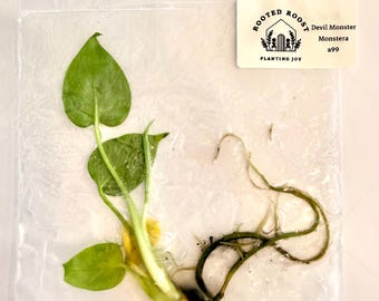 Devil Monster Monstera Tissue Culture | Rare Monstera TC | Live Tropical Aroid Plant | Collector Houseplant |
