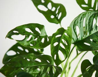 Monstera Adansonii Starter Plantlet