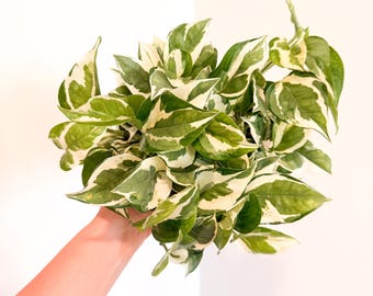 Pearls & Jade Pothos Starter Plantlet