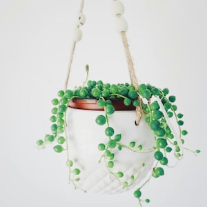 May include: A white, hanging ceramic planter with a brown rim, filled with a String of Pearls plant. The plant has vibrant green, spherical leaves that cascade down. The planter is suspended by natural rope with white wooden beads.