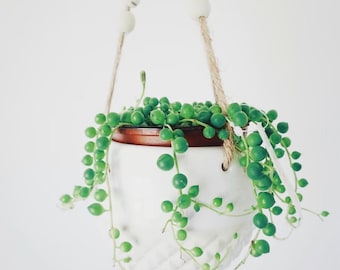 String of Pearls Plantlet