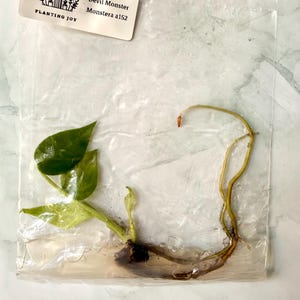 Op de afbeelding: Een plantstek met groene bladeren en lange wortels, verzegeld in een doorzichtige plastic zak. Een wit label aan de bovenkant toont de tekst Rooted Roost Planting Joy, Devil Monster en Monstera a152, wat de inhoud van de verpakking aangeeft.