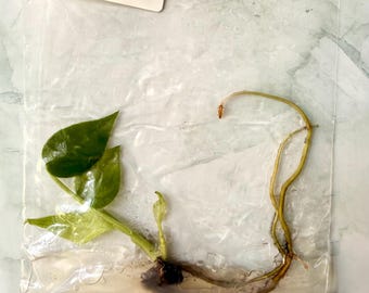 Devil Monster Monstera Tissue Culture | Rare Monstera TC | Live Tropical Aroid Plant | Collector Houseplant |