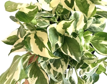 Plántula de inicio de Pothos Perlas y Jade
