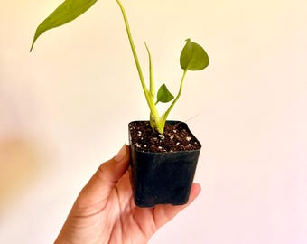 Monstera Lemon Lime  Plantlet- Seller's Choice