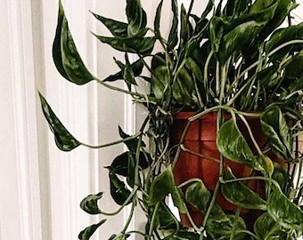 Plántula inicial de Shangri-La Pothos