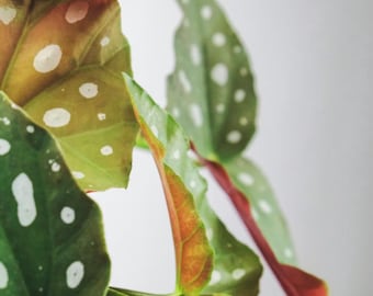 Begonia Maculata Starter Plantlet