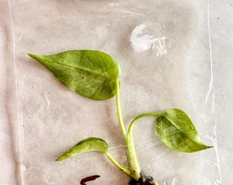 Devil Monster Monstera Tissue Culture | Rare Monstera TC | Live Tropical Aroid Plant | Collector Houseplant |